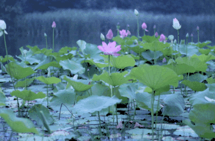 ů һӻ ô