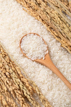   ִũҵ2025峣¡ Ʒζϵ