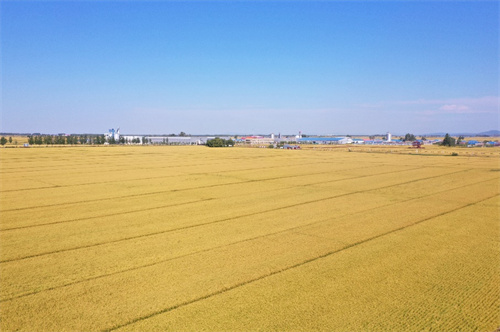   ִũҵ2025峣¡ Ʒζϵ